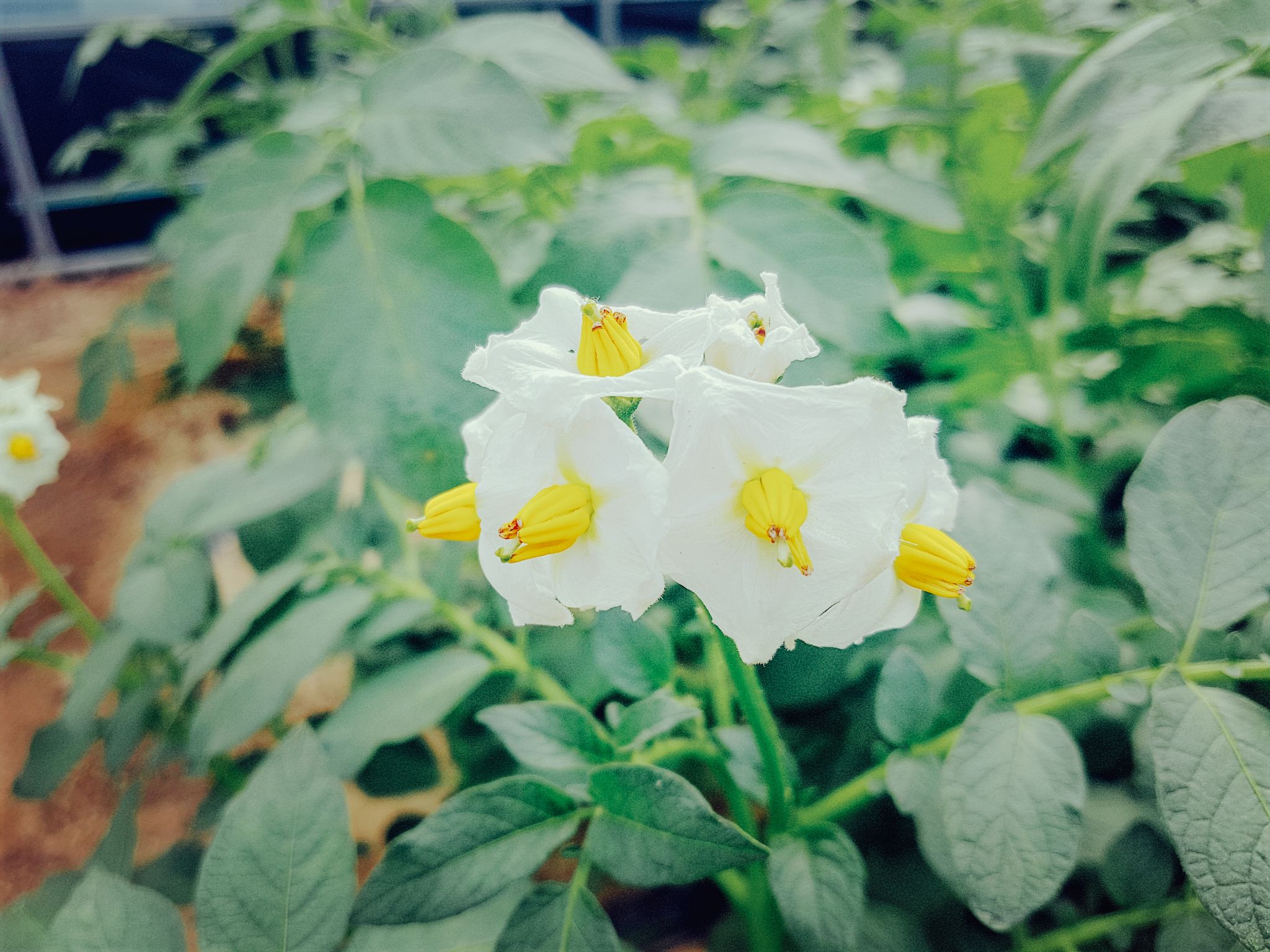 감자케기체험 04