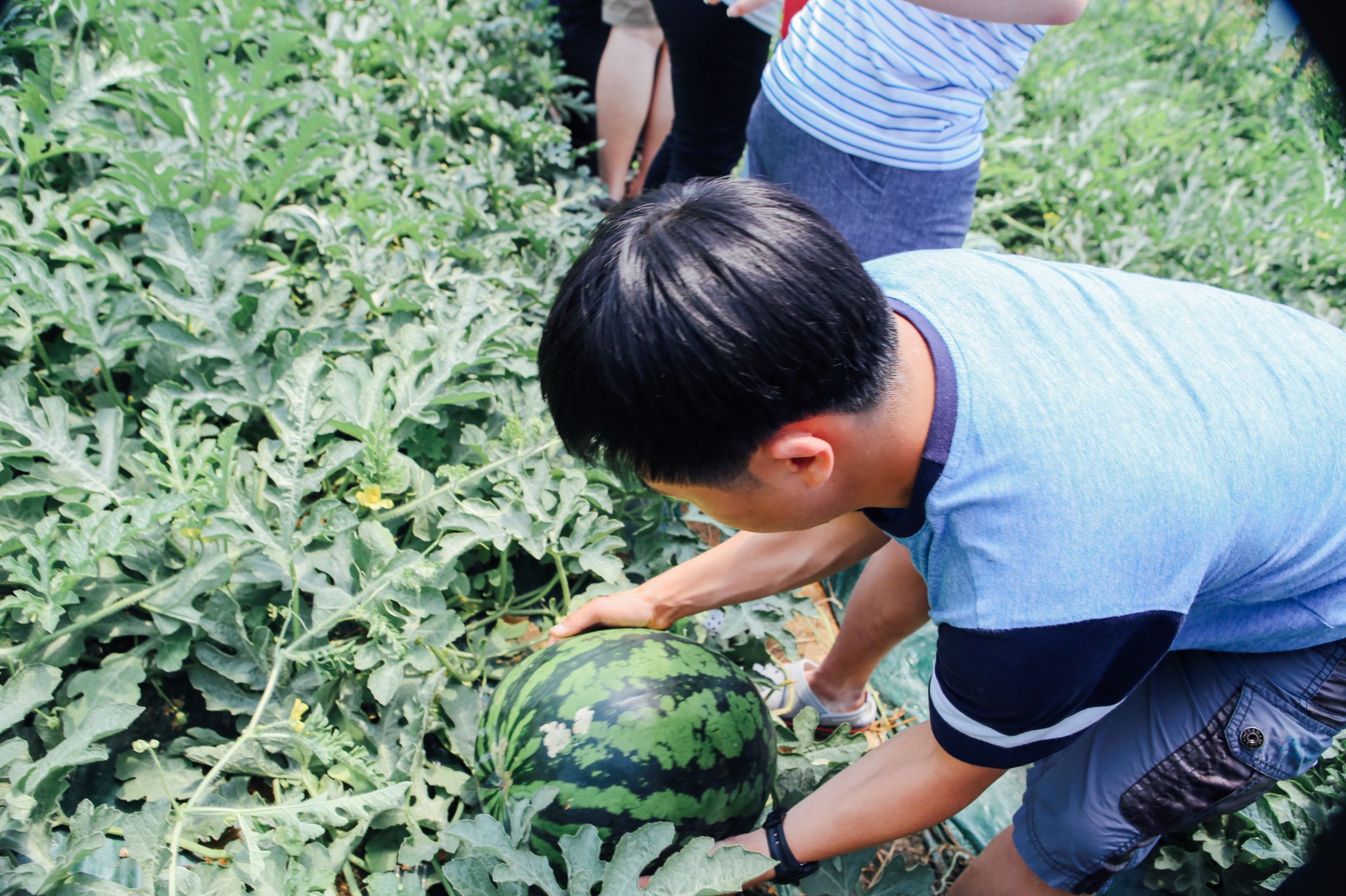 수박체험 05