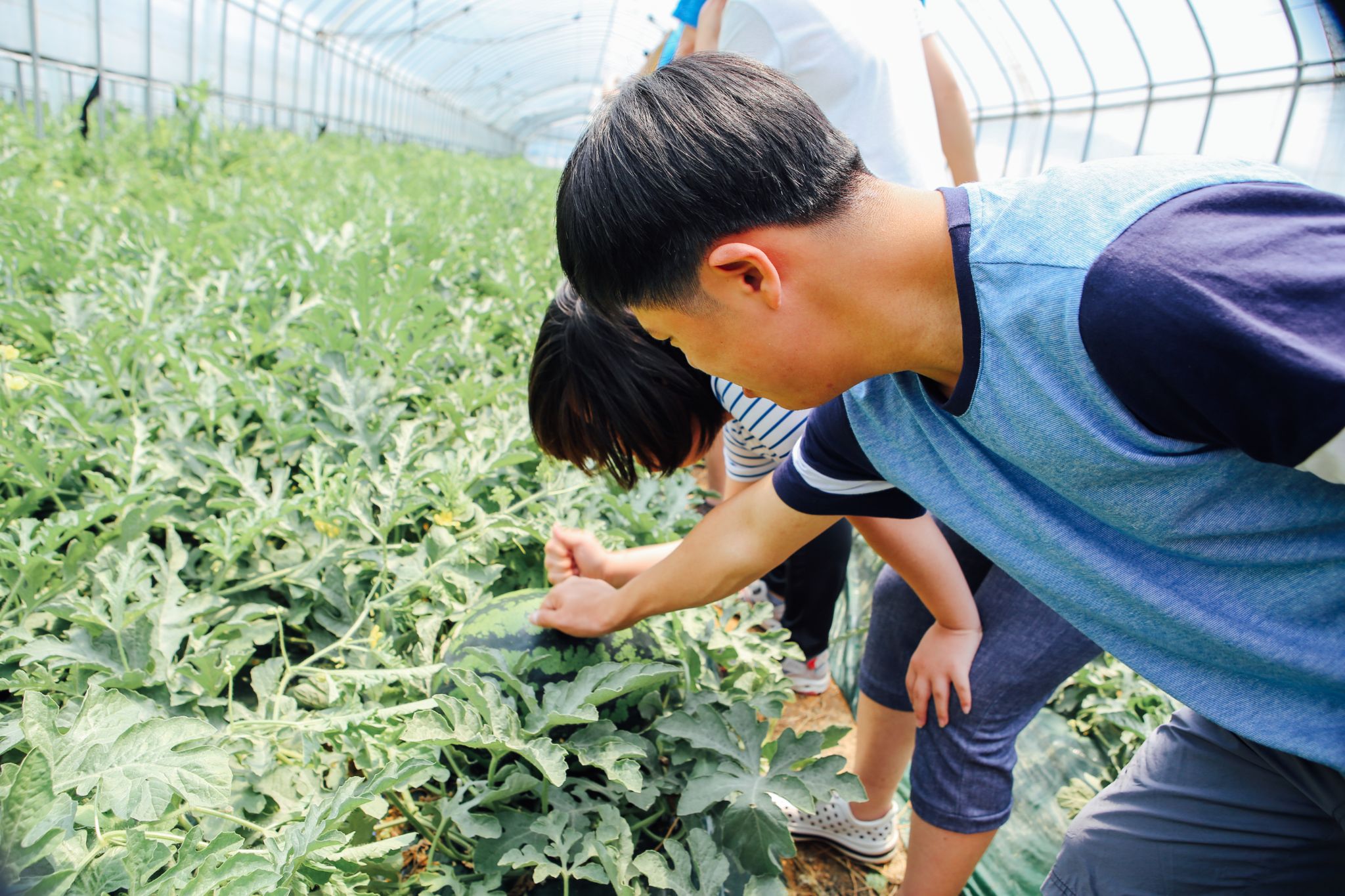 수박체험 26